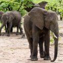 ZMB EAS SouthLuangwa 2016DEC09 KapaniLodge 015 : 2016, 2016 - African Adventures, Africa, Date, December, Eastern, Kapani Lodge, Mfuwe, Month, Places, South Luanga, Trips, Year, Zambia